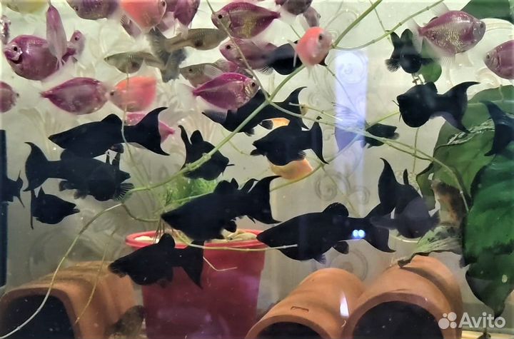 Моллинезия Блэк-Молли Бархатная