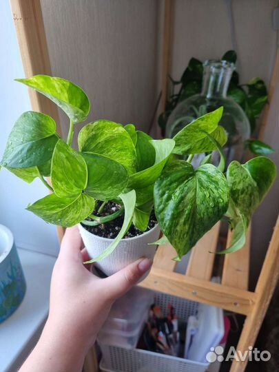 Эпипремнумы