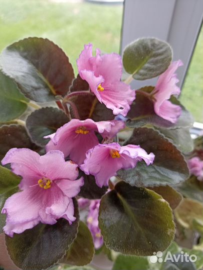 Сортовые фиалки