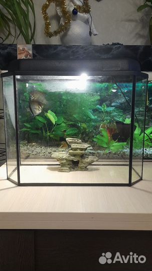 Аквариум