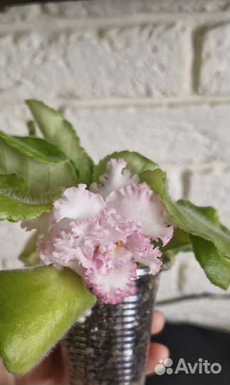 Детки фиалок