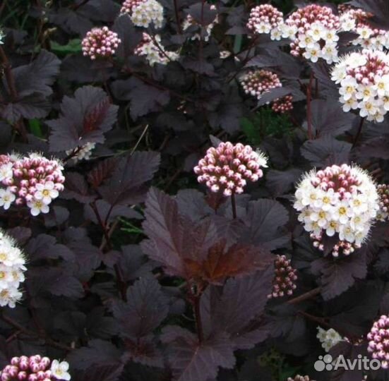 Пузыреплодник