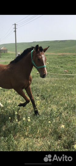 Продажа жеребчика