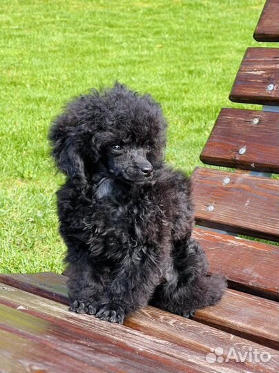 Той-пудель мини