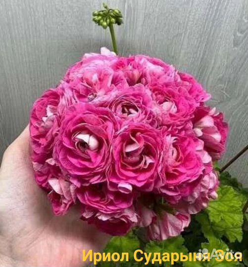 Пеларгония герань