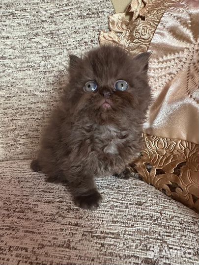 Британские котята