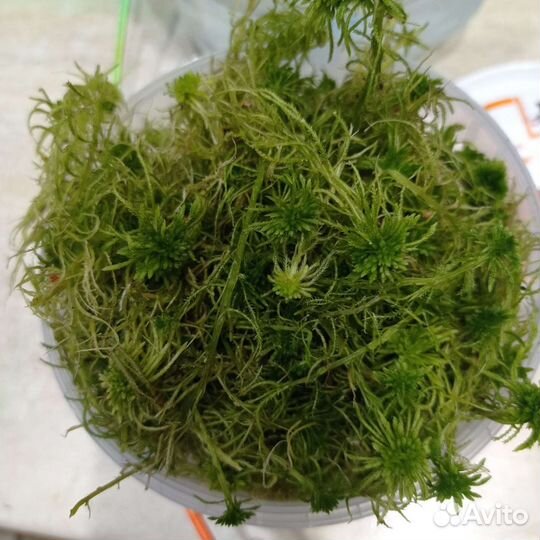 Мох сфагнум живой, кора