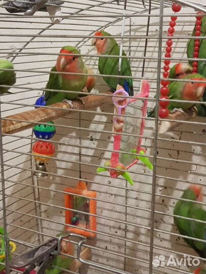 Продаю волнистых попугаев