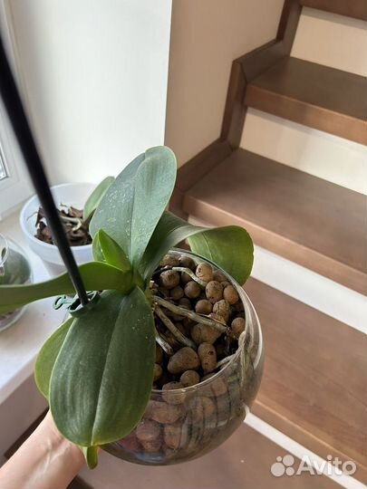 Орхидея фаленопсис