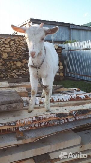 Зааненская коза