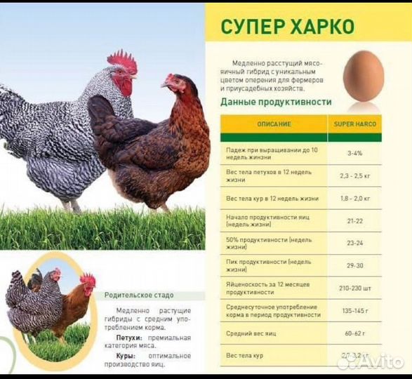 Цыплята Мастер Грей, Кучинские