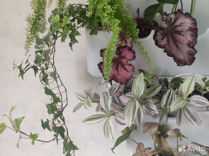 Растения на срез и укорененные