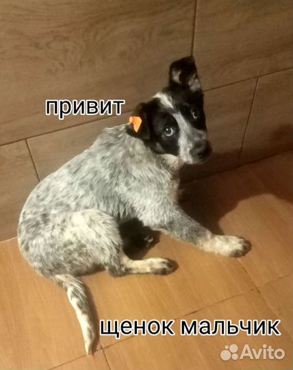 Щенки собачки привиты