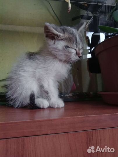 Отдаю мальчишек в добрые ручки