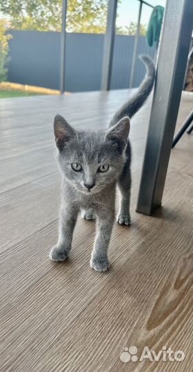 Котята в дар