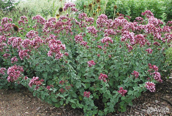 Душица (многолетник)