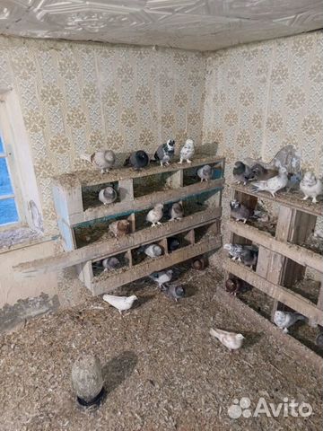 Продажа бакинских голубей объявление продам
