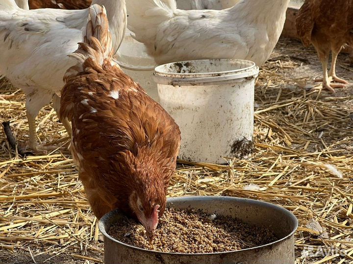 Куры молодки несушки