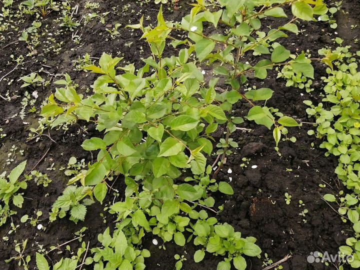 Саженцы малины