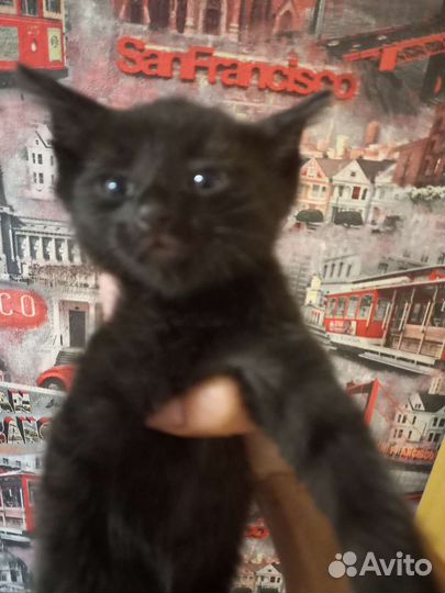 Котята в добрые руки бесплатно