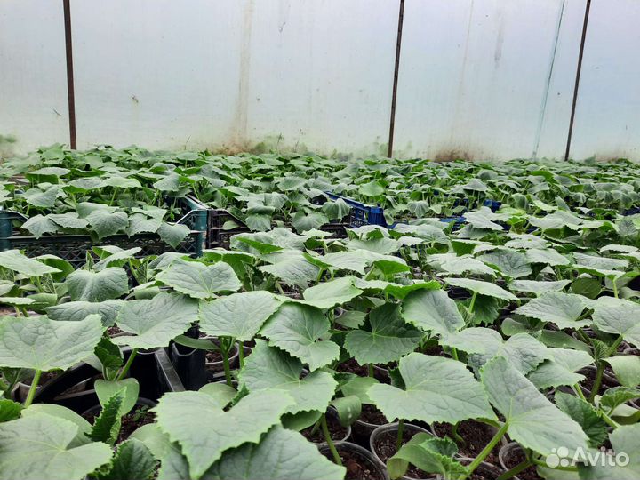 Рассада огурцов эстафета маша Феникс