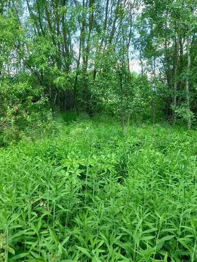 Участок 7 сот. (ИЖС)