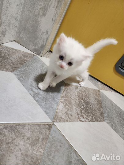 Сибирская кошка