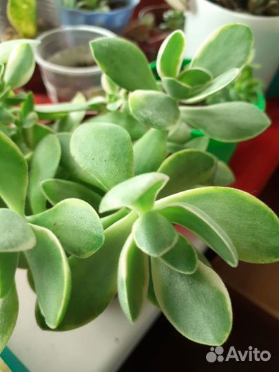 Крассулы, эчеверии, замеокулькас черный