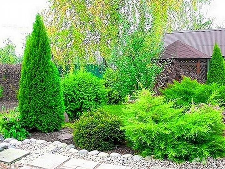 Туи зеленые