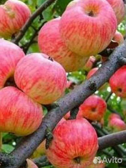 Саженцы яблони