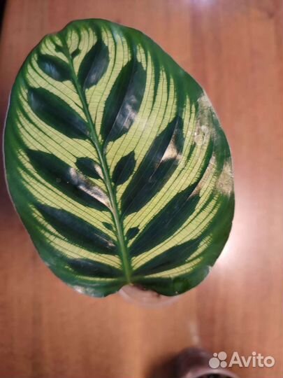 Калатея Зебрина, Макояна, Лансифолия, Нетворк