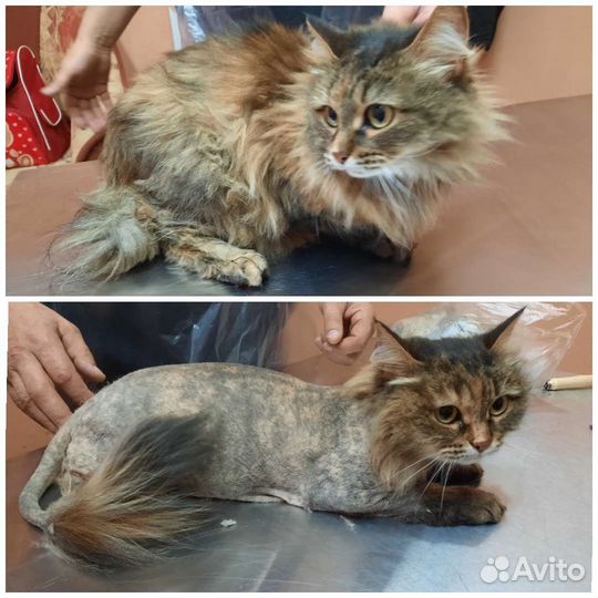 Стрижка кошек