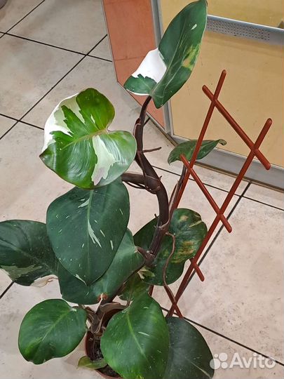 Филодендрон Вайт Визард