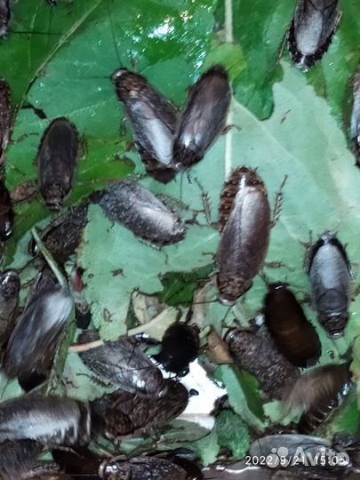 Таракан табачный И мёртвая голова Заморозка крыс