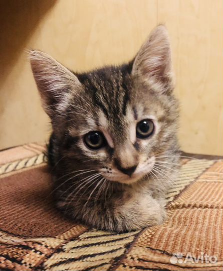 Котенок