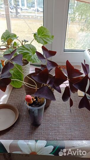 Комнатные цветы оксалис