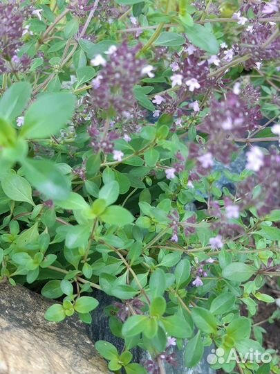 Чабрец- Тимьян