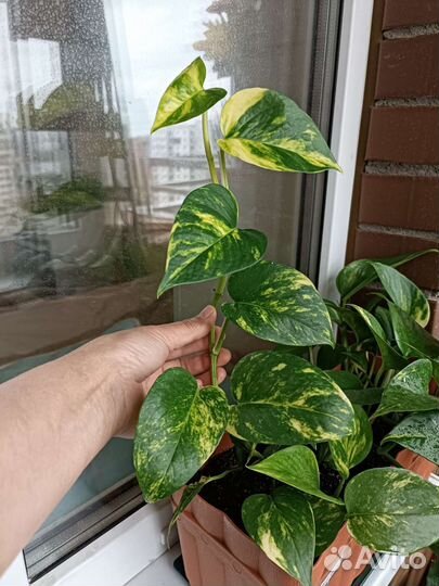 Эпипремнум золотистый