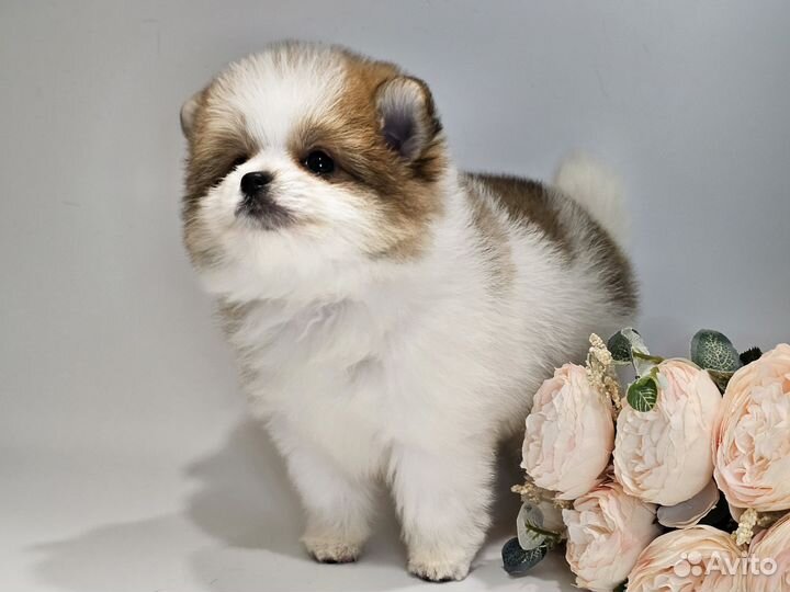 Шпицедетки