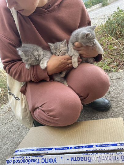 Котёнок в добрые руки