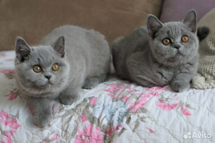 Британские котята