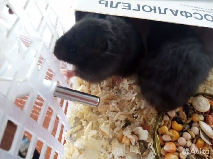 Сибирские хомячки