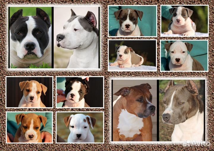 Девочки Амстаффа