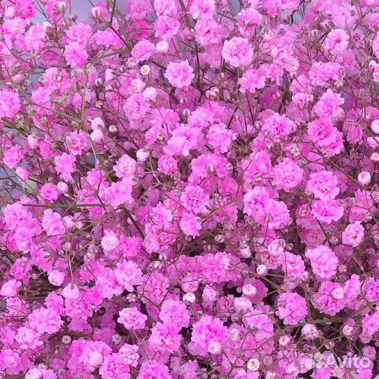 Гипсофилы букет цветов