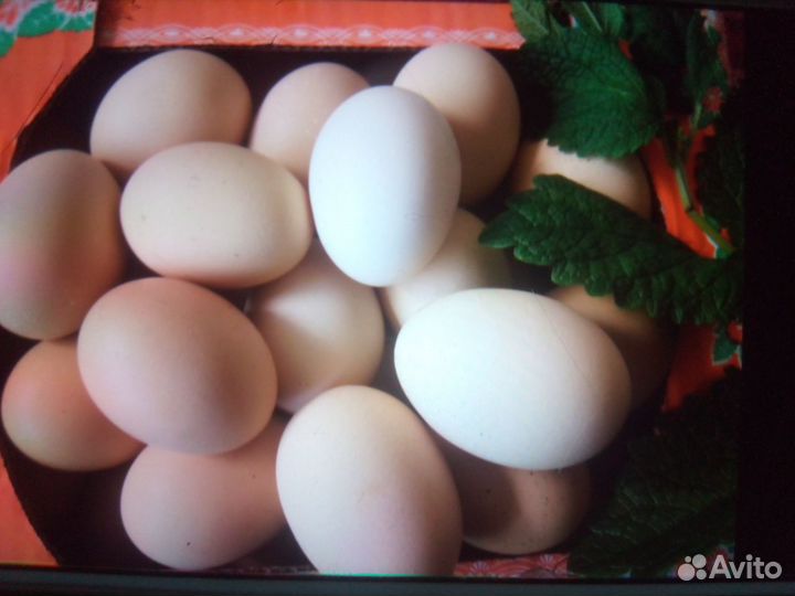 Инкубационные яйца