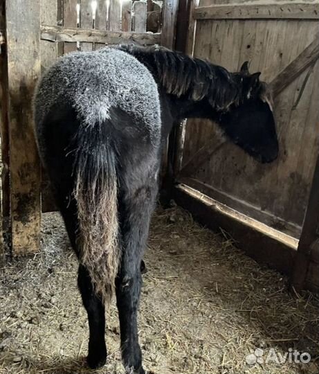 Жеребец вятка