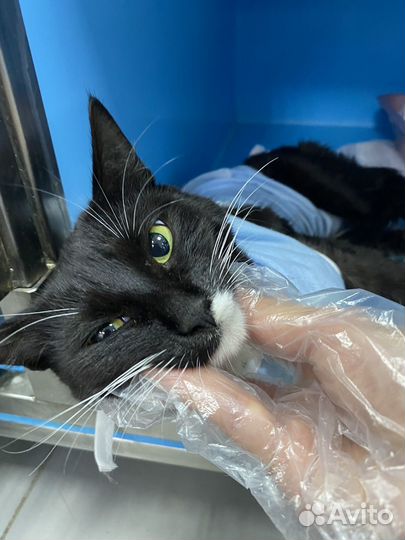 Звездочка. Время только понедельник