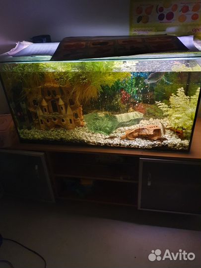 Аквариум с тумбой рыбками и оборудованием