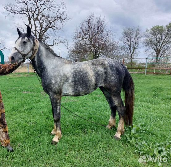 Жеребец орловской породы