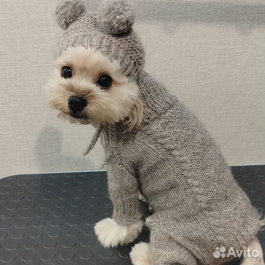 Вязаные шапочки для собак